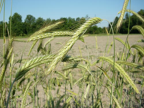 Mean dry weight (DW) of Secale cereale (rye) (A) and Lepidium