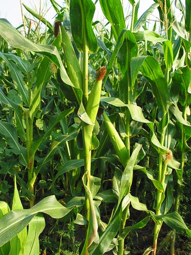 zea mays form