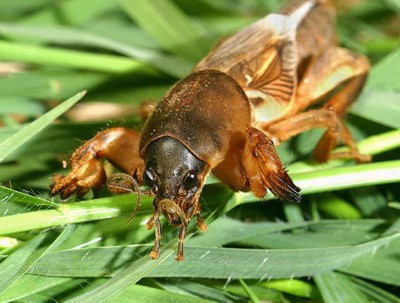 african mole