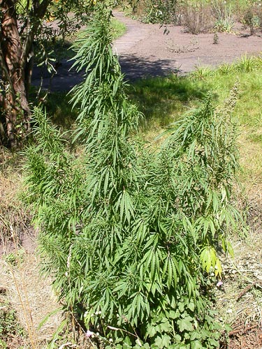 sativa weed plant