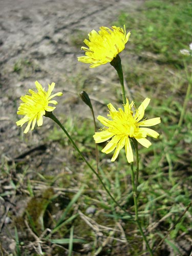 Bearded Crepis