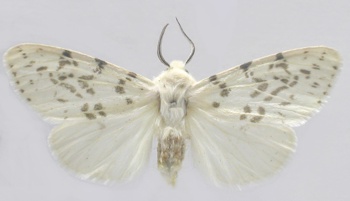 AgroAtlas - Pests - Hyphantria cunea Drury - Fall Webworm, Mulberry Moth