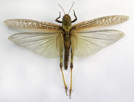 Locusta migratoria, Class: Insecta. Order: Orthoptera. Subo…